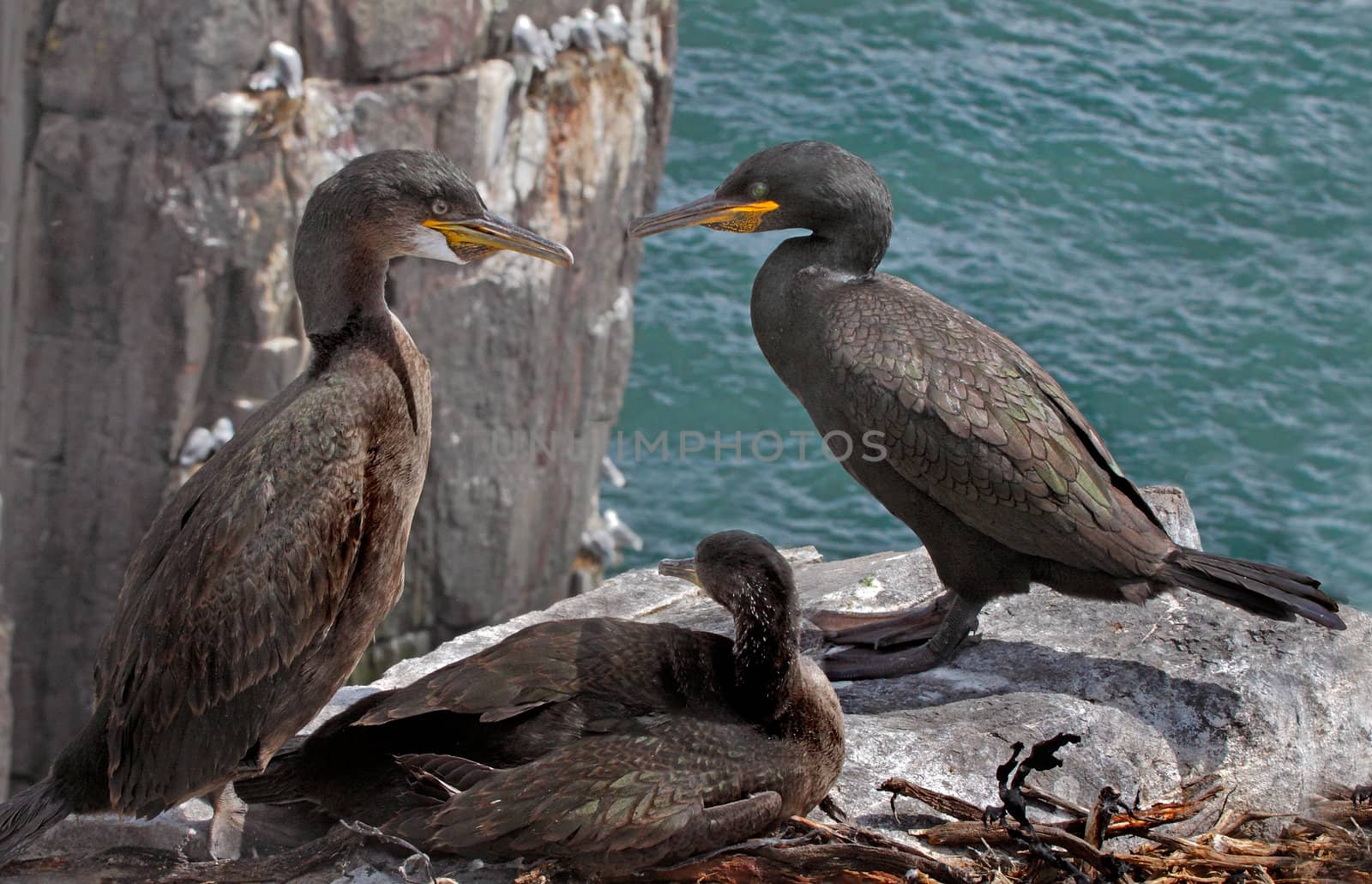 Male and female Shags with their offspring on the Farne Islands in Northumberland, England.