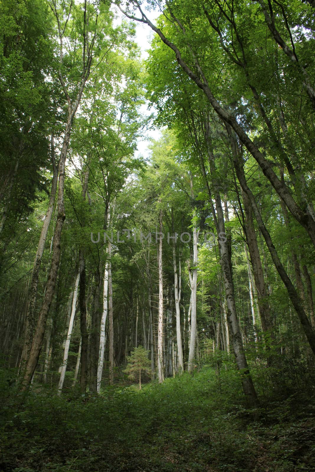 Lots of trunks in a green forest by summer