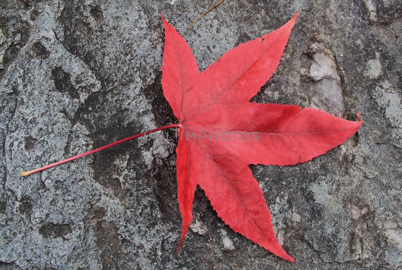 Red autumn leaf by Elenaphotos21
