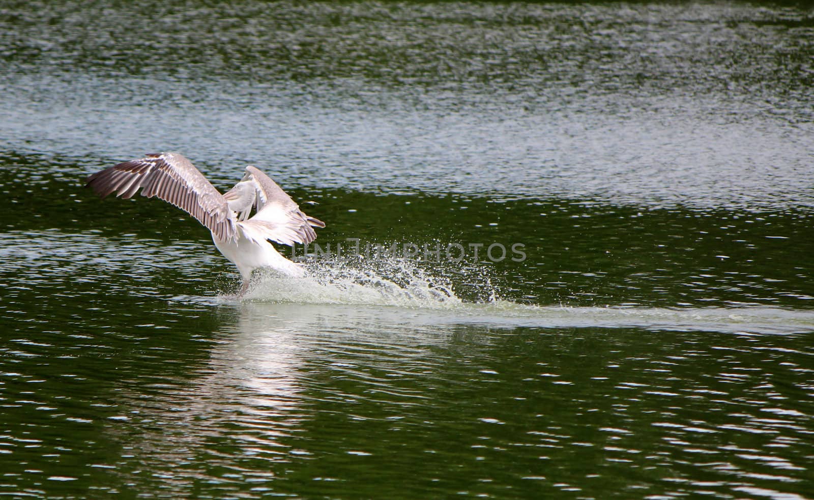 Big white beautiful pelican landing on the quiet waterlake