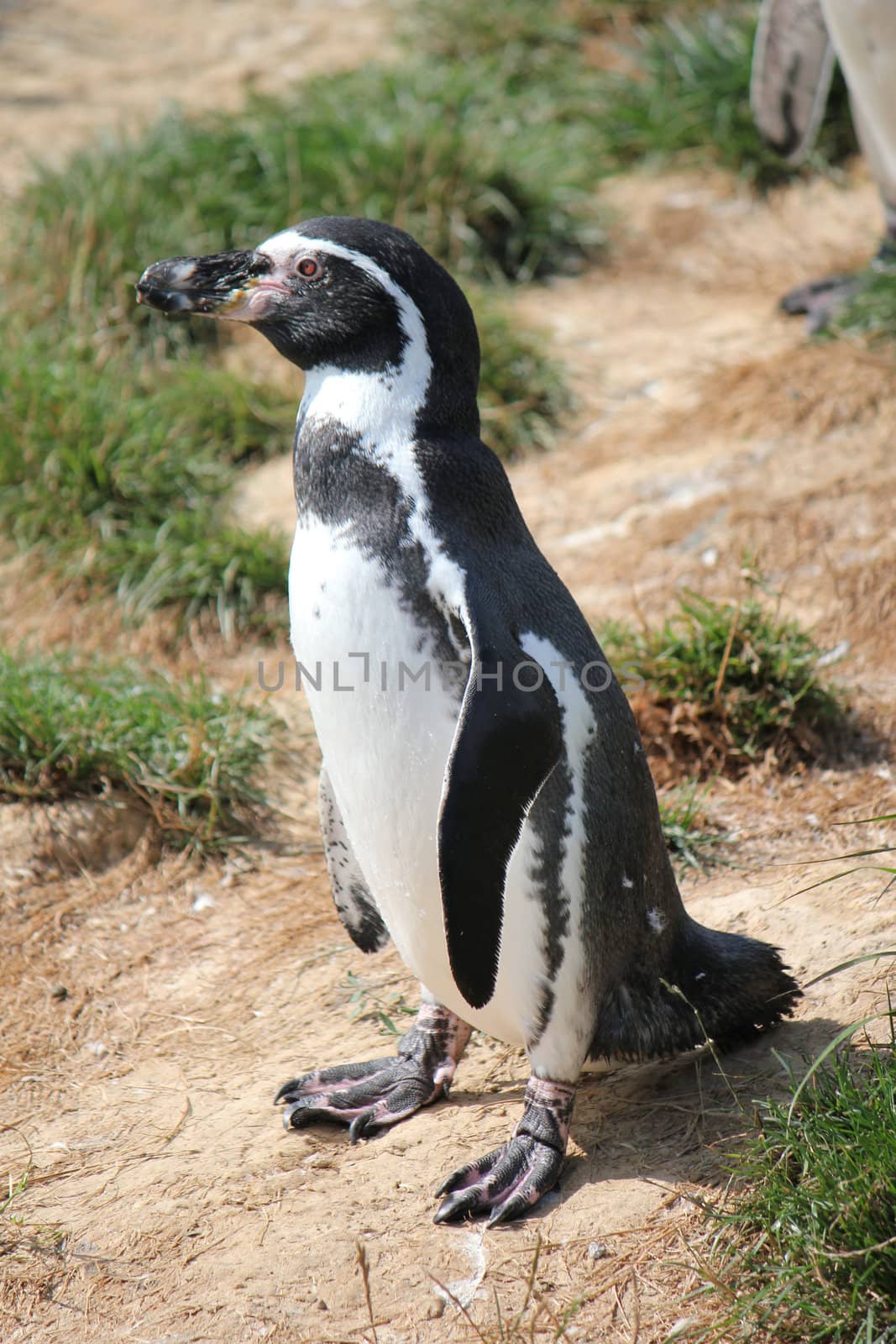 Black and white spheniscus humboldti penguin standing ont the ground