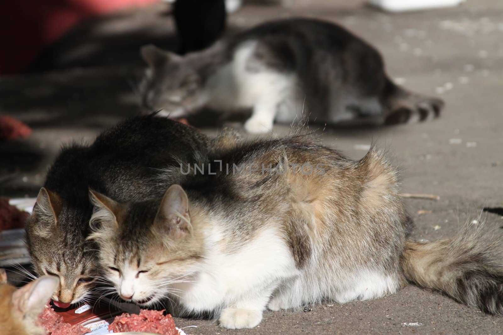 Street Cat by MichaelFelix