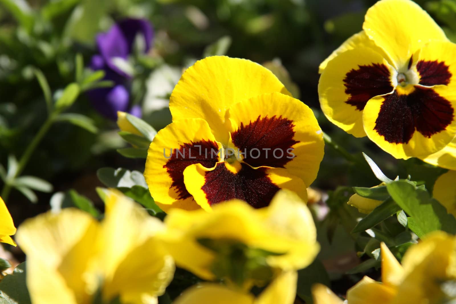 Primrose flowers close up on a sunny day.