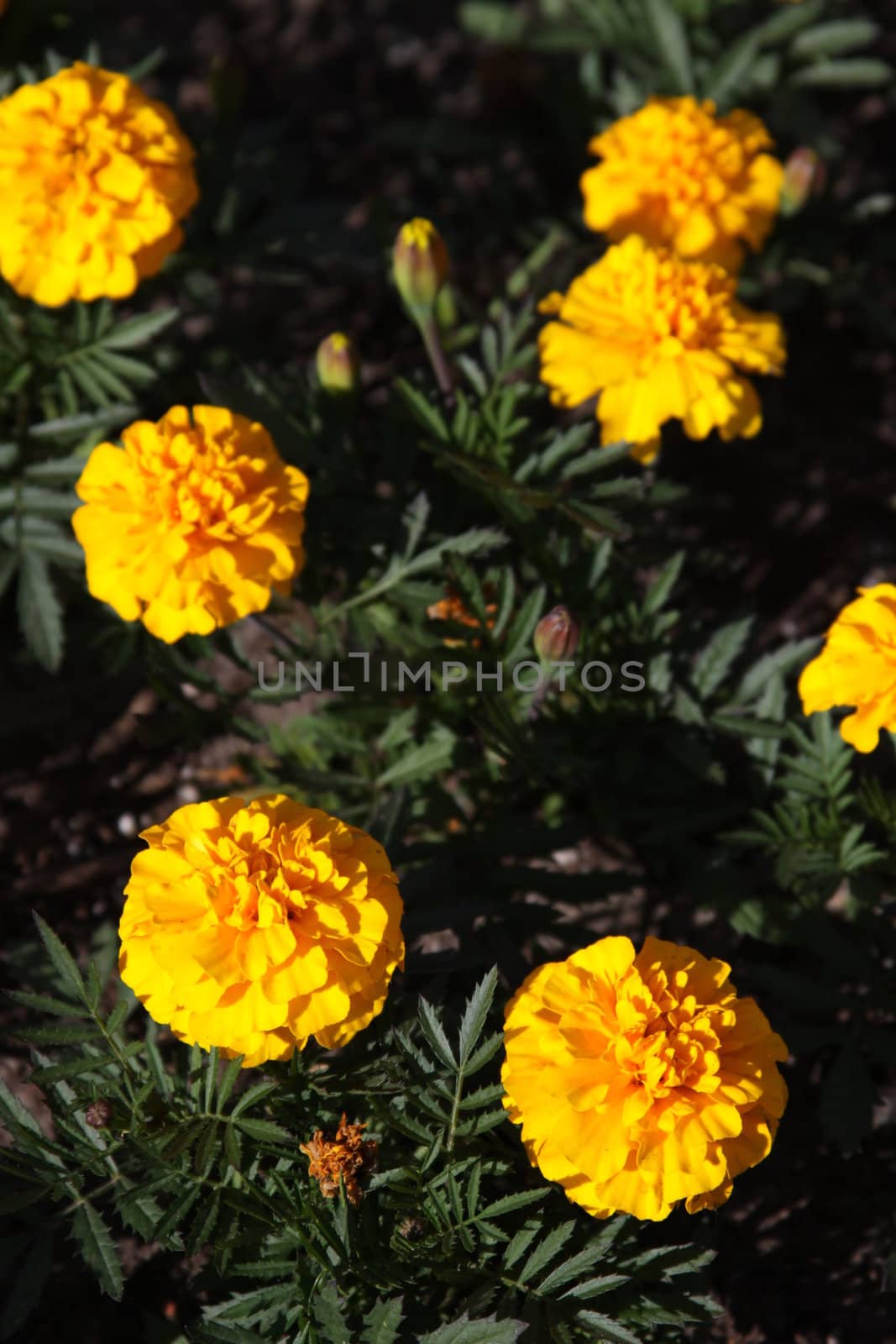 Yellow marigold flowers close up in a garden.