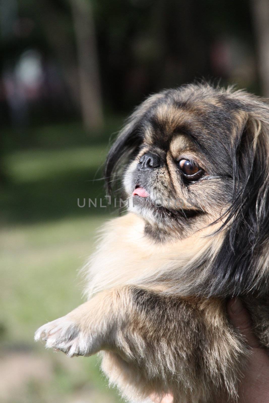 Pekingese dog close up in a park.