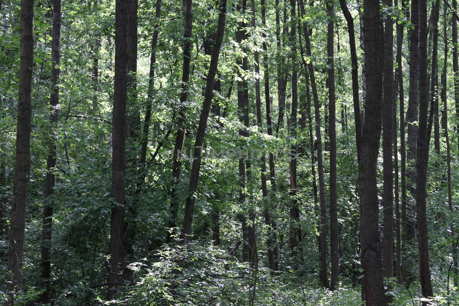 Park with many green trees close up.