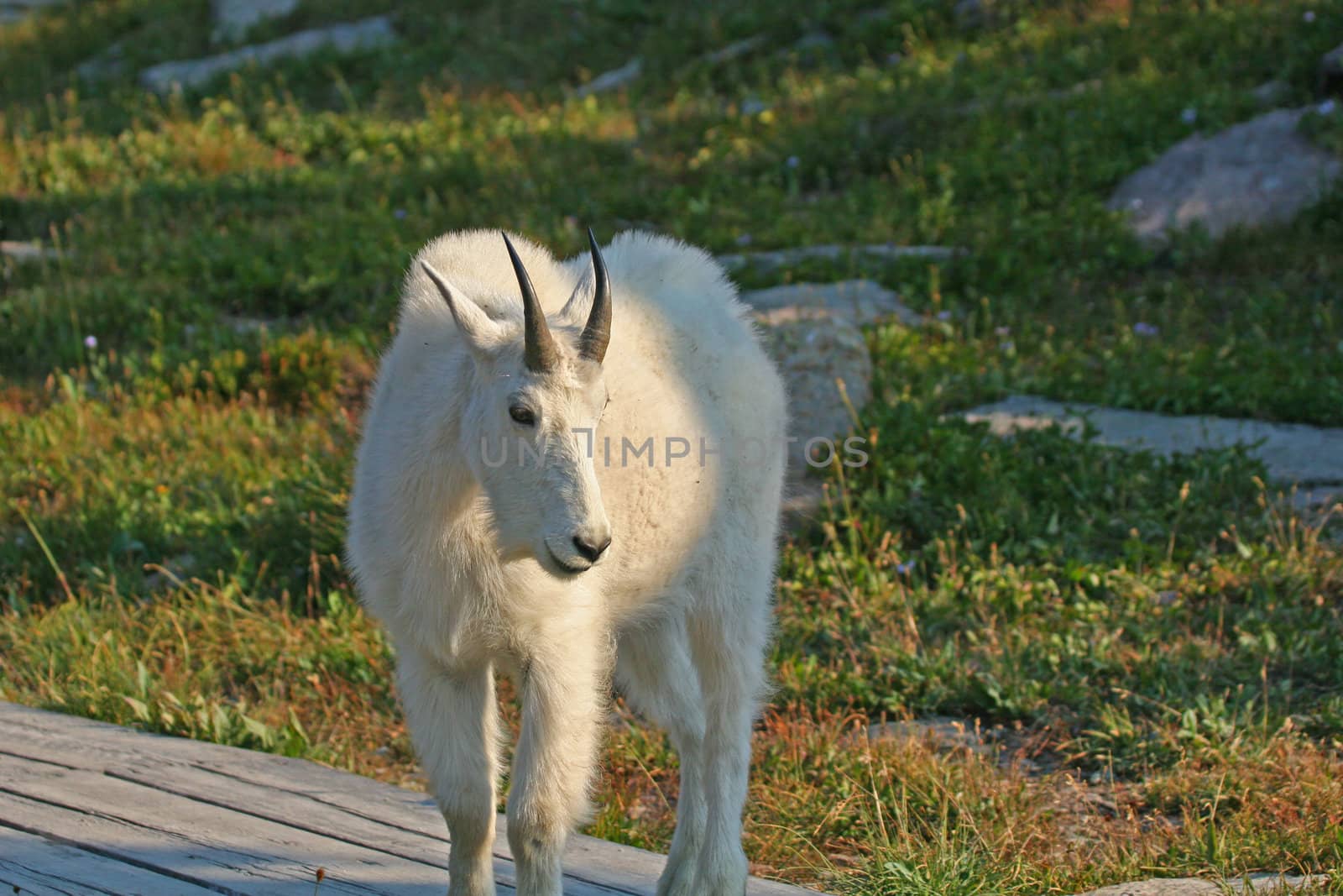 Mountain Goat by LoonChild