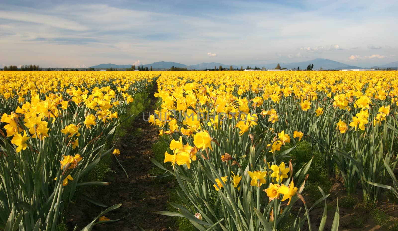 Field of Yellow Daffodils by LoonChild
