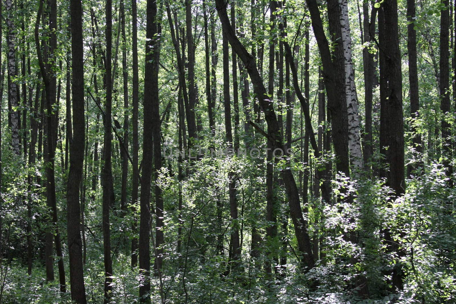 Park with many green trees close up.