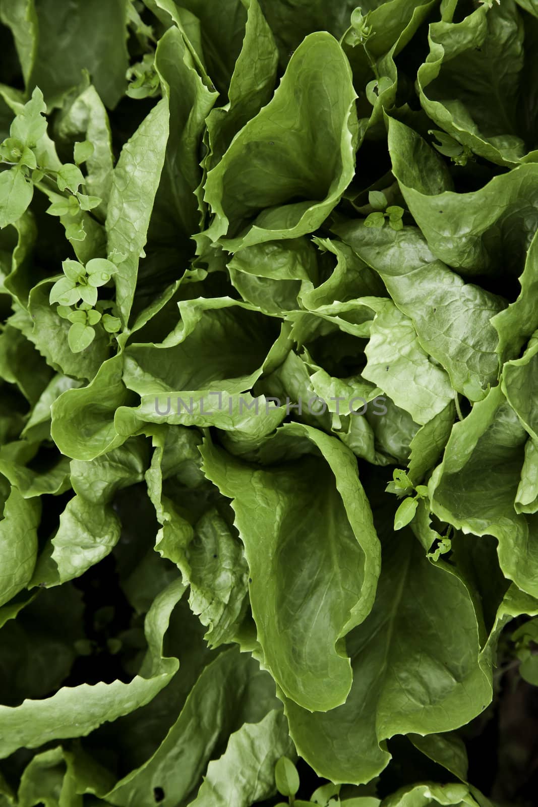 Green biological salad cultivated without pesticides