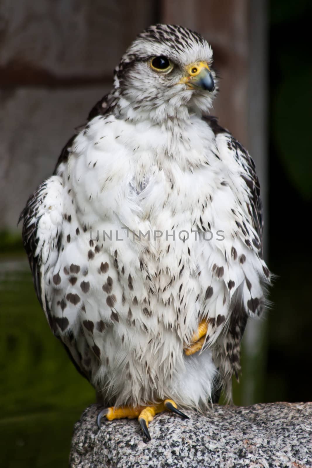 Falcon in a nature reserve, Sutherland, Scotland