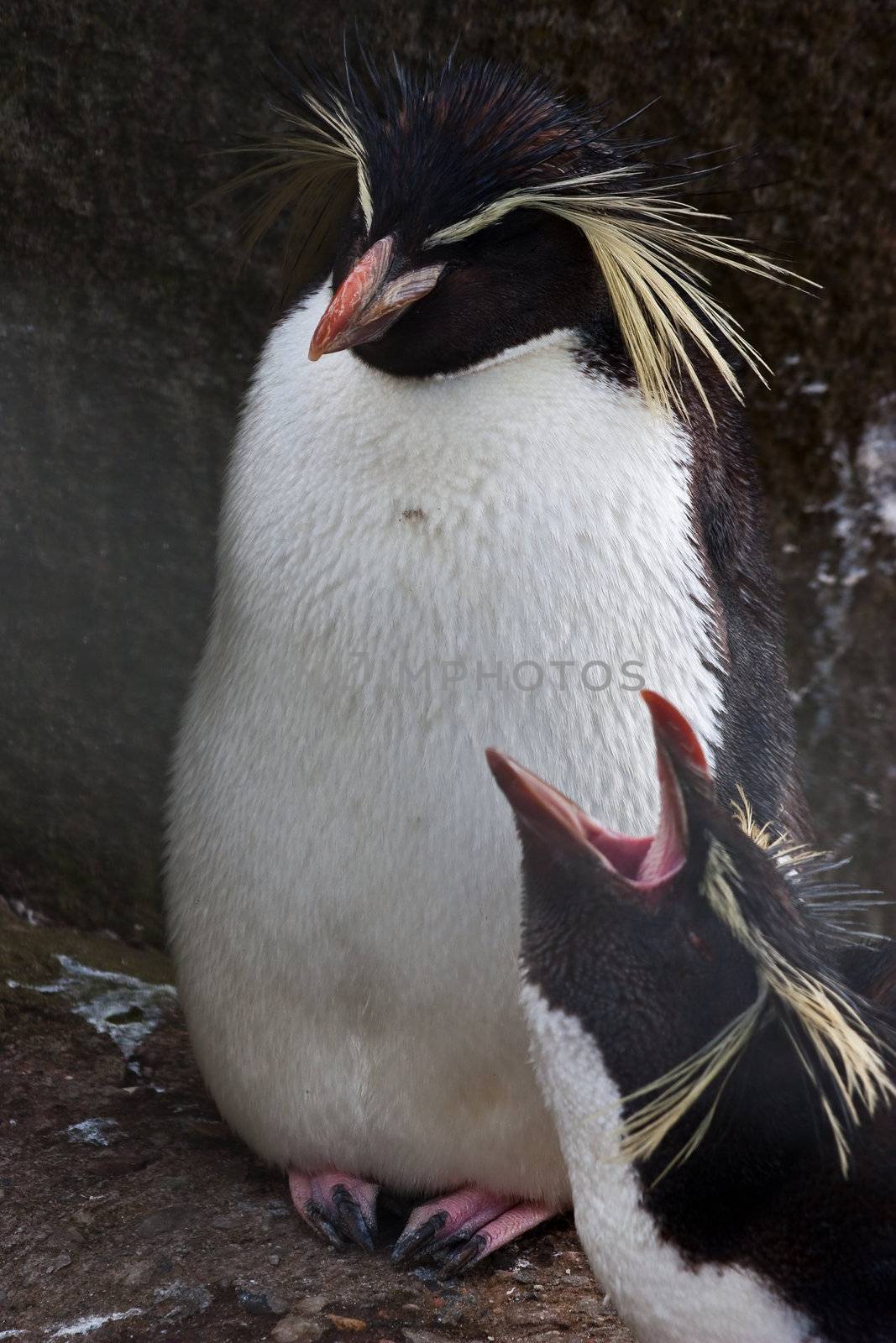 Northern Rockhopper Penguin, Eudyptes moseleyi, is a species of rockhopper penguin.