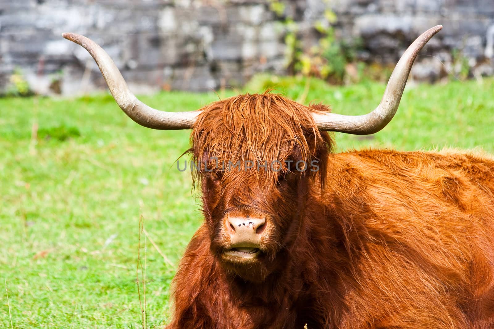 Eating Angus in a field in Sutherland, Scotland.