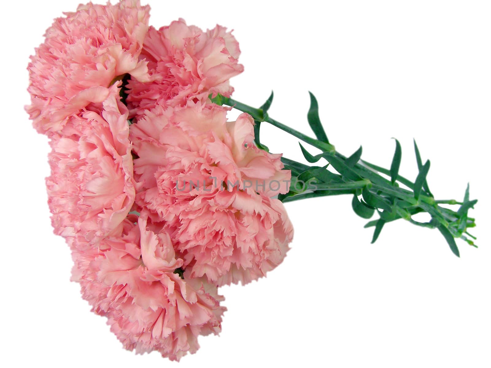 The bouquet of pink carnations it is isolated by white background. 