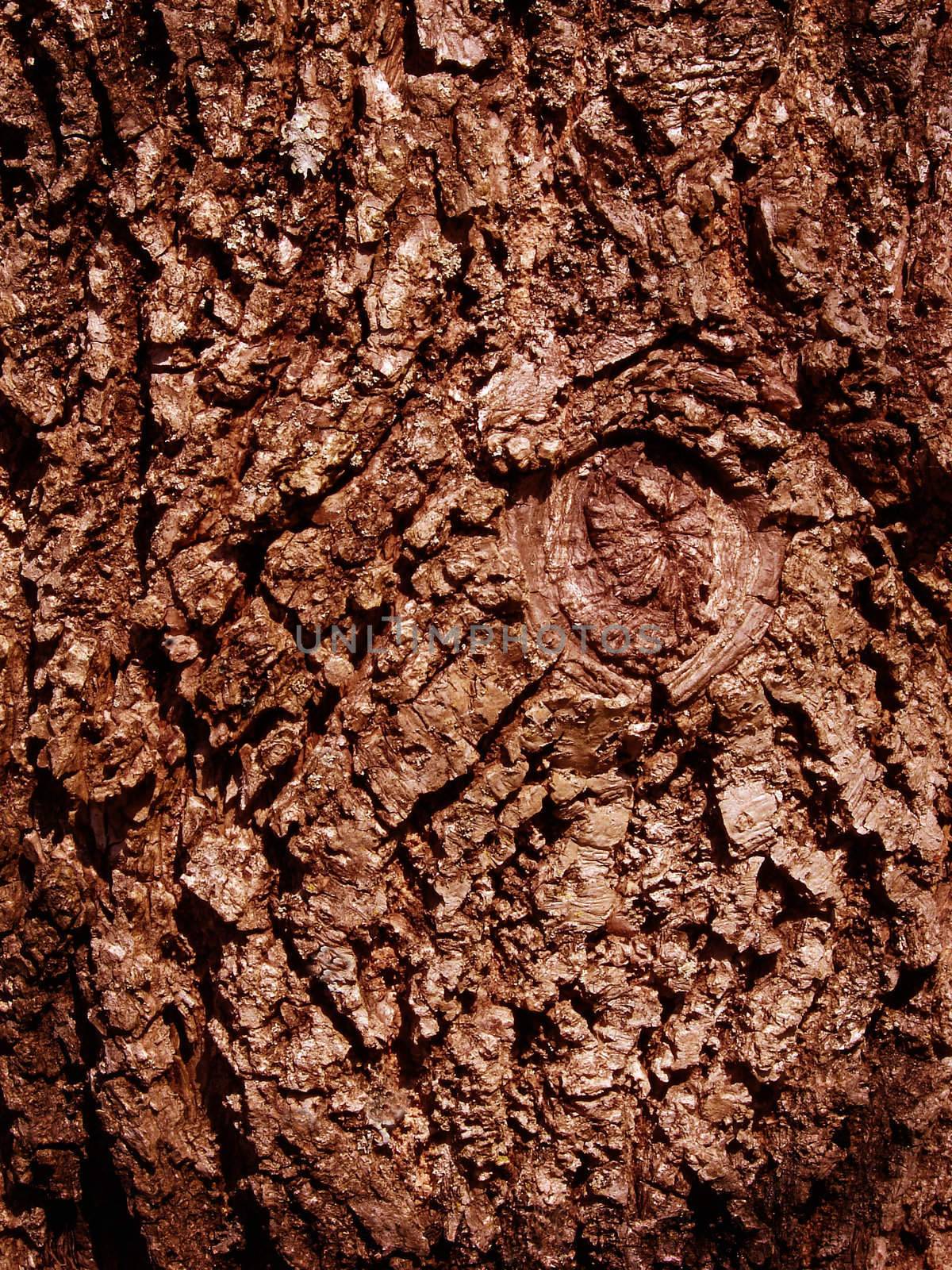 Close-up of a tree with an eye