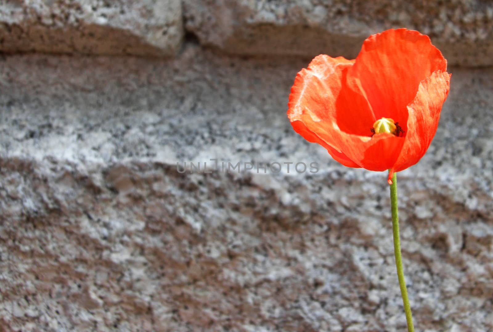 Lonely poppy by a wall of bricks.