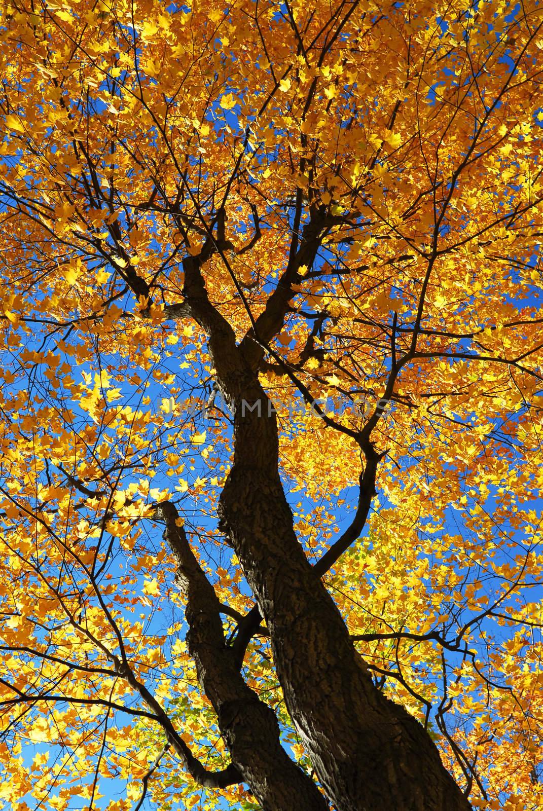 Fall maple trees glowing in sunshine with blue sky background