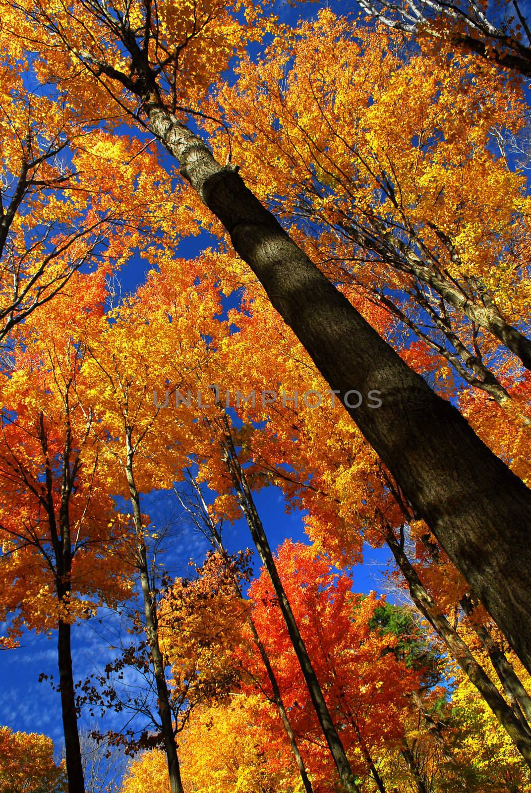 Fall maple trees on warm autumn day