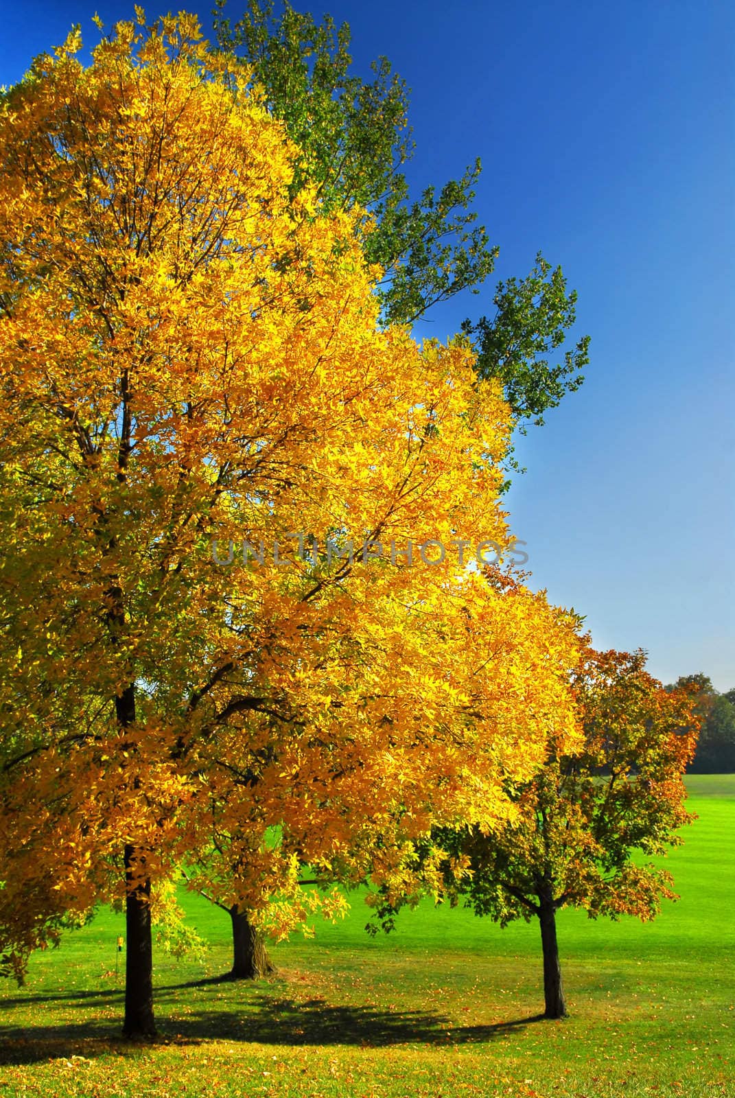 Autumn trees by elenathewise
