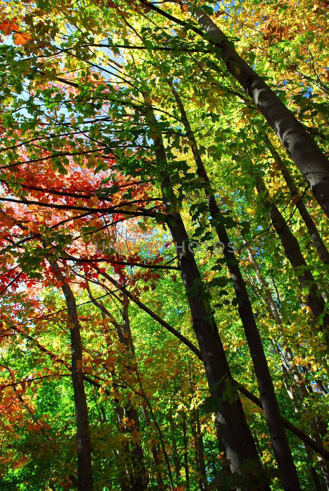 Colorful fall forest on a warm autumn day