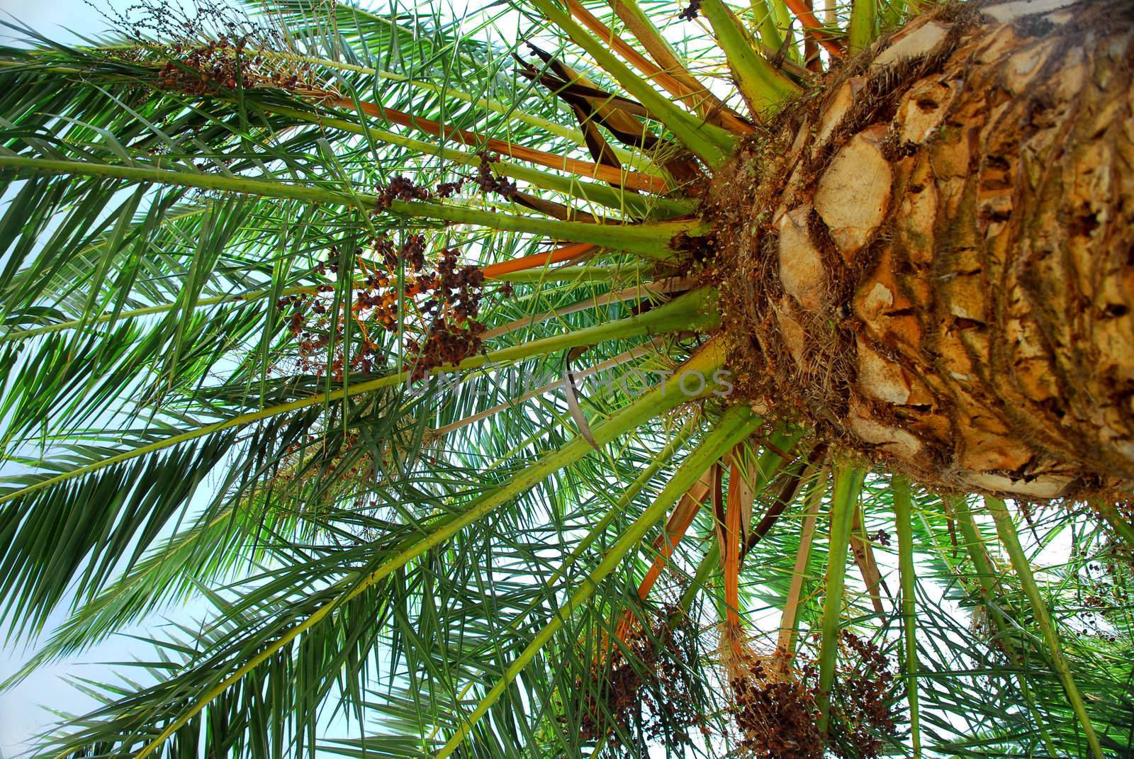 Canopy of a young date palm tree
