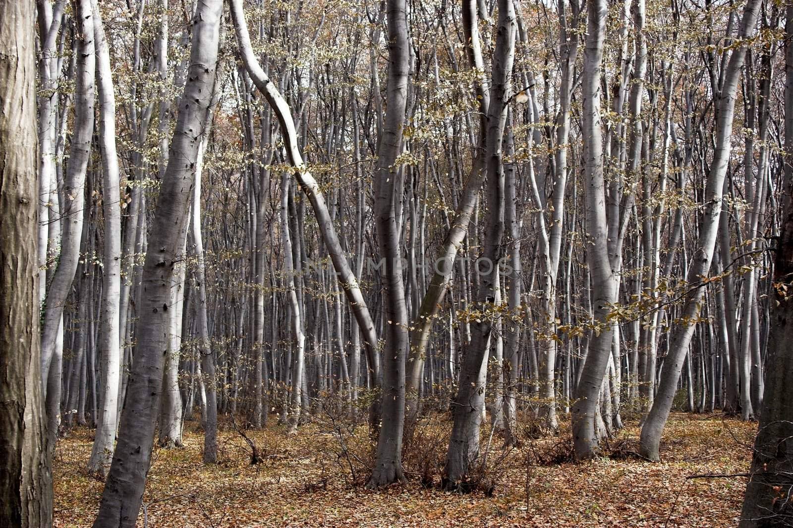 Beautiful autumn forest landscape from Bulgaria