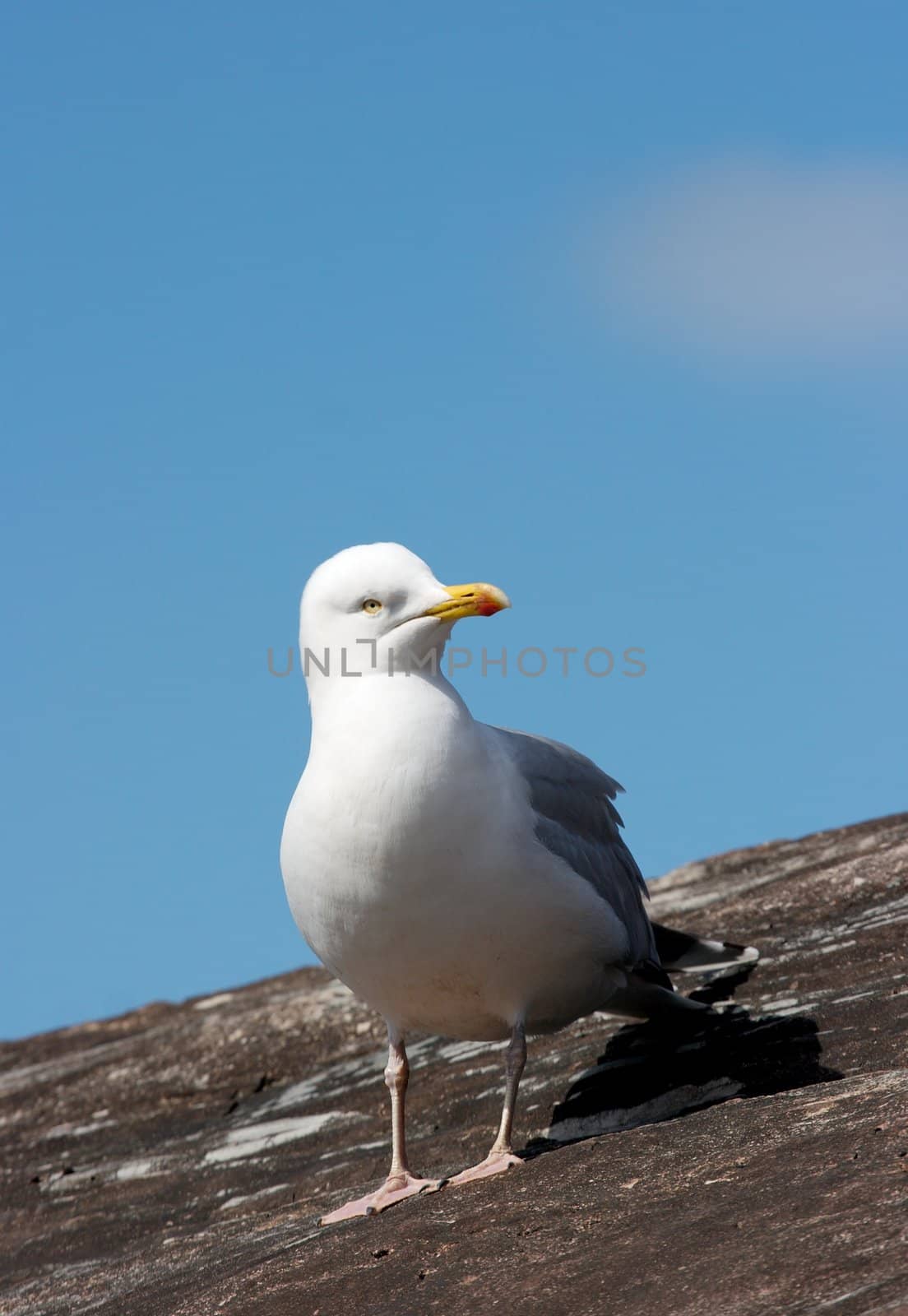 Seagull standing on a cliff