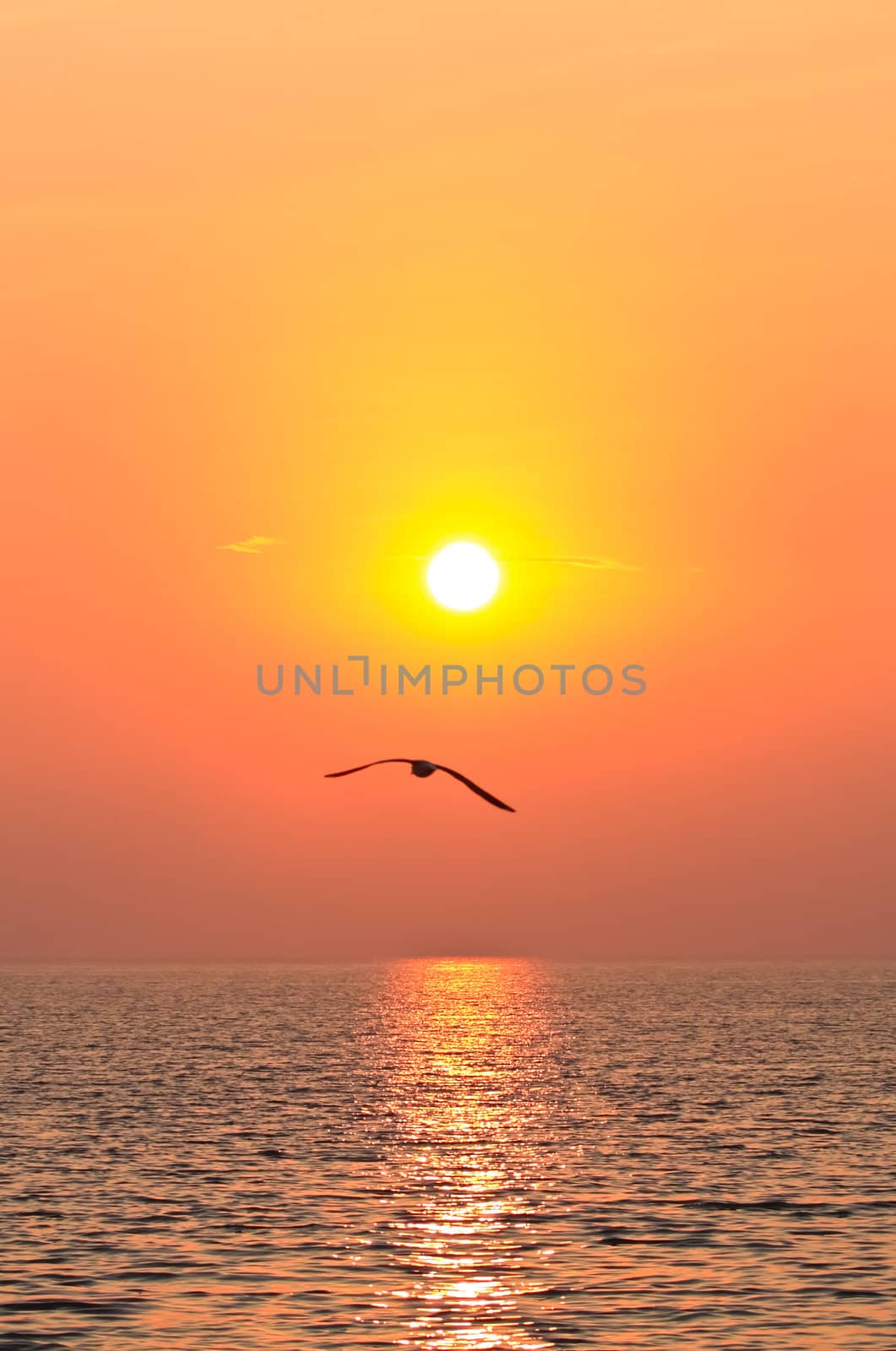 Seagull flying on the sky with sunset