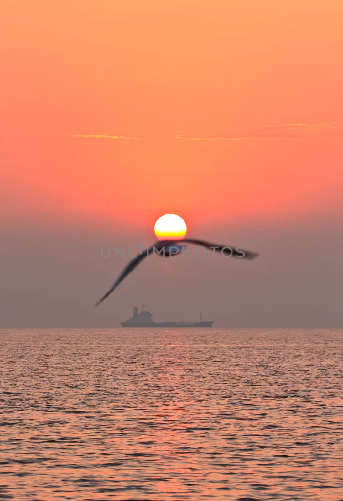 Seagull flying on the sky with sunset
