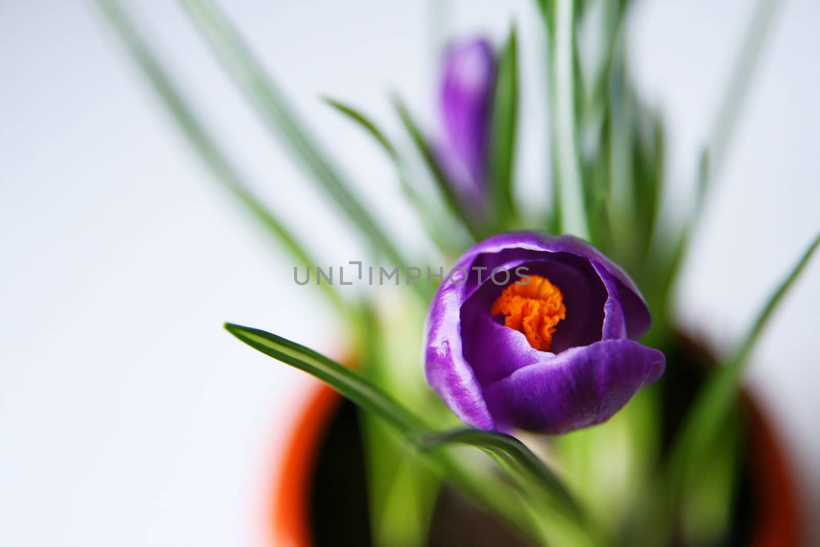 Violect crocus in a pot