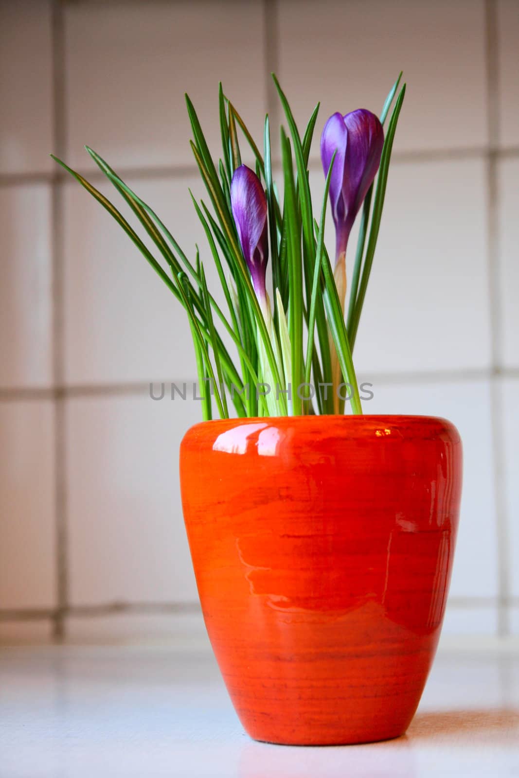 Violect crocus in a pot