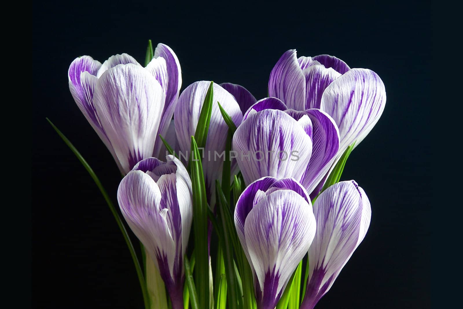 Violet and white Pickwick crocuses on the black background