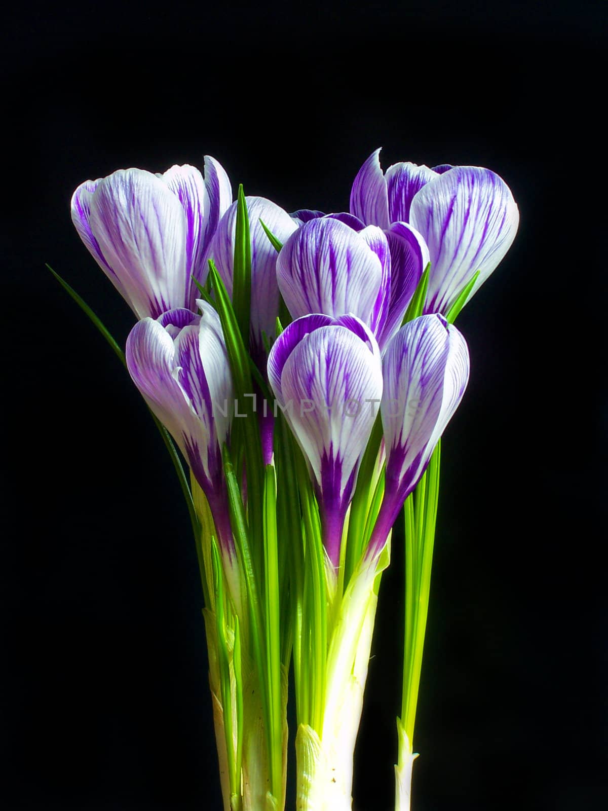 Violet and white Pickwick crocuses on the black background