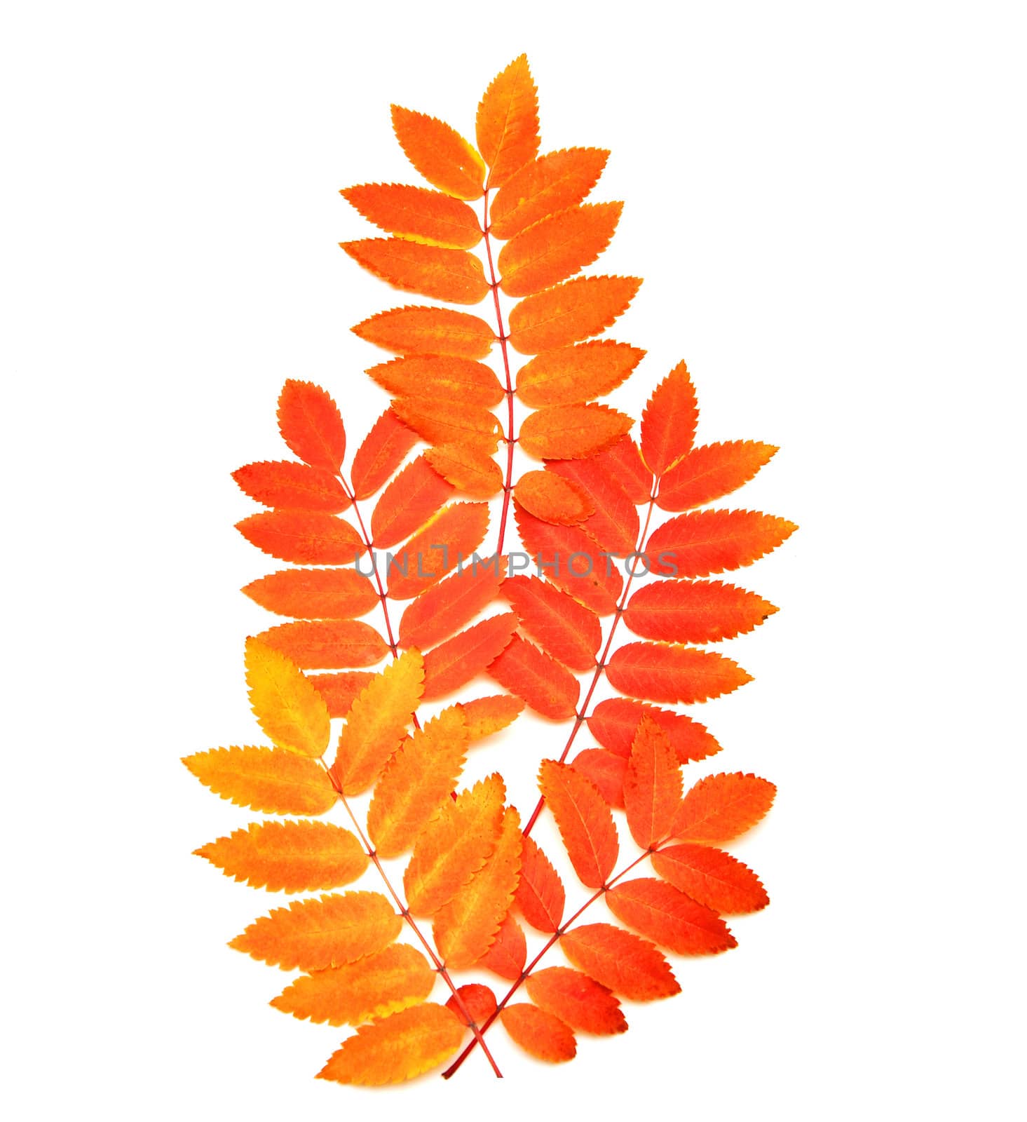 autumn. red branch isolated on white background