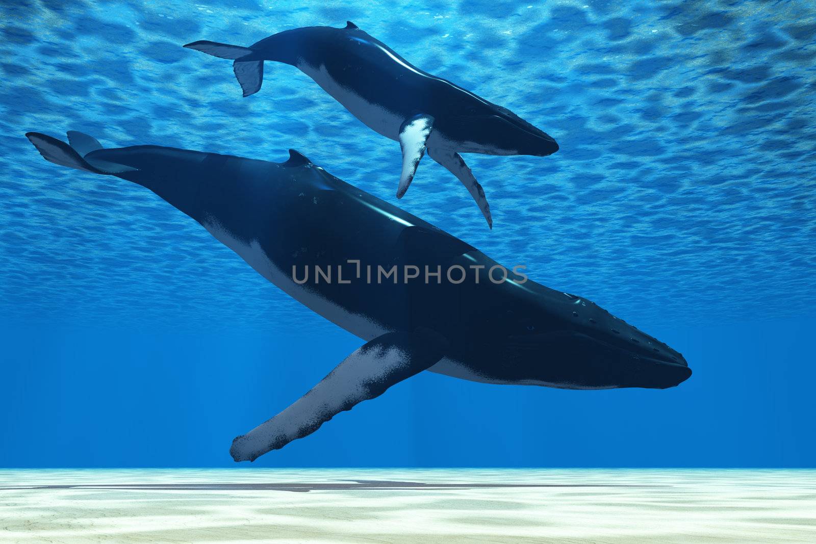 A Humpback mother whale escorts her calf in the shallows of the ocean.