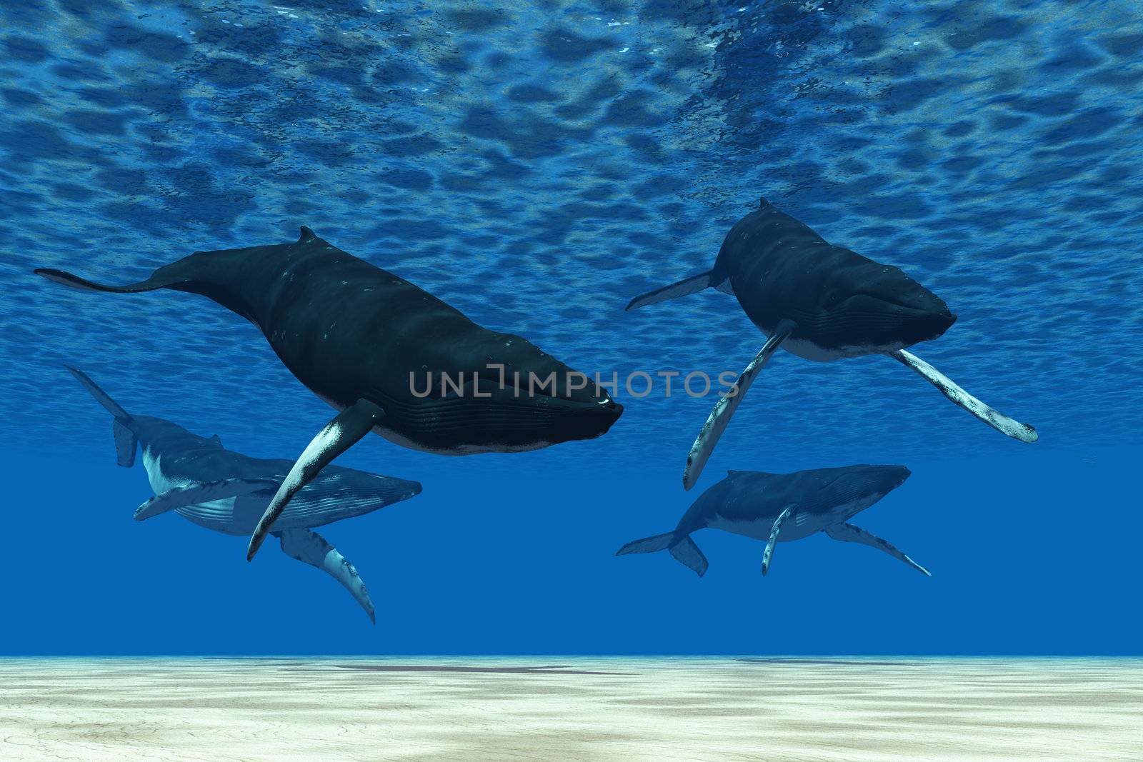 A group of Humpback whales swim in ocean shallows.