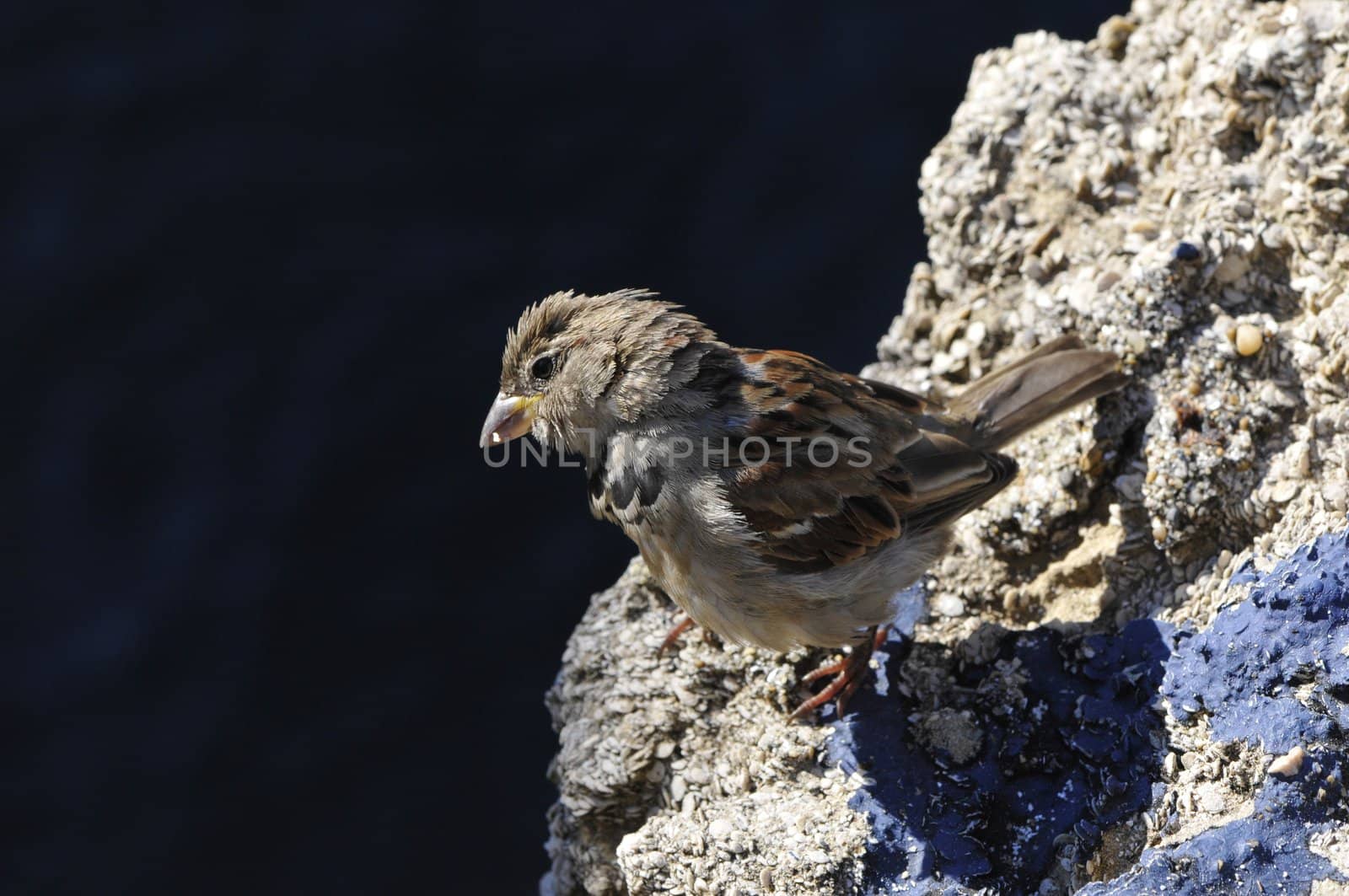 Close-up on a little sparrow on a rock