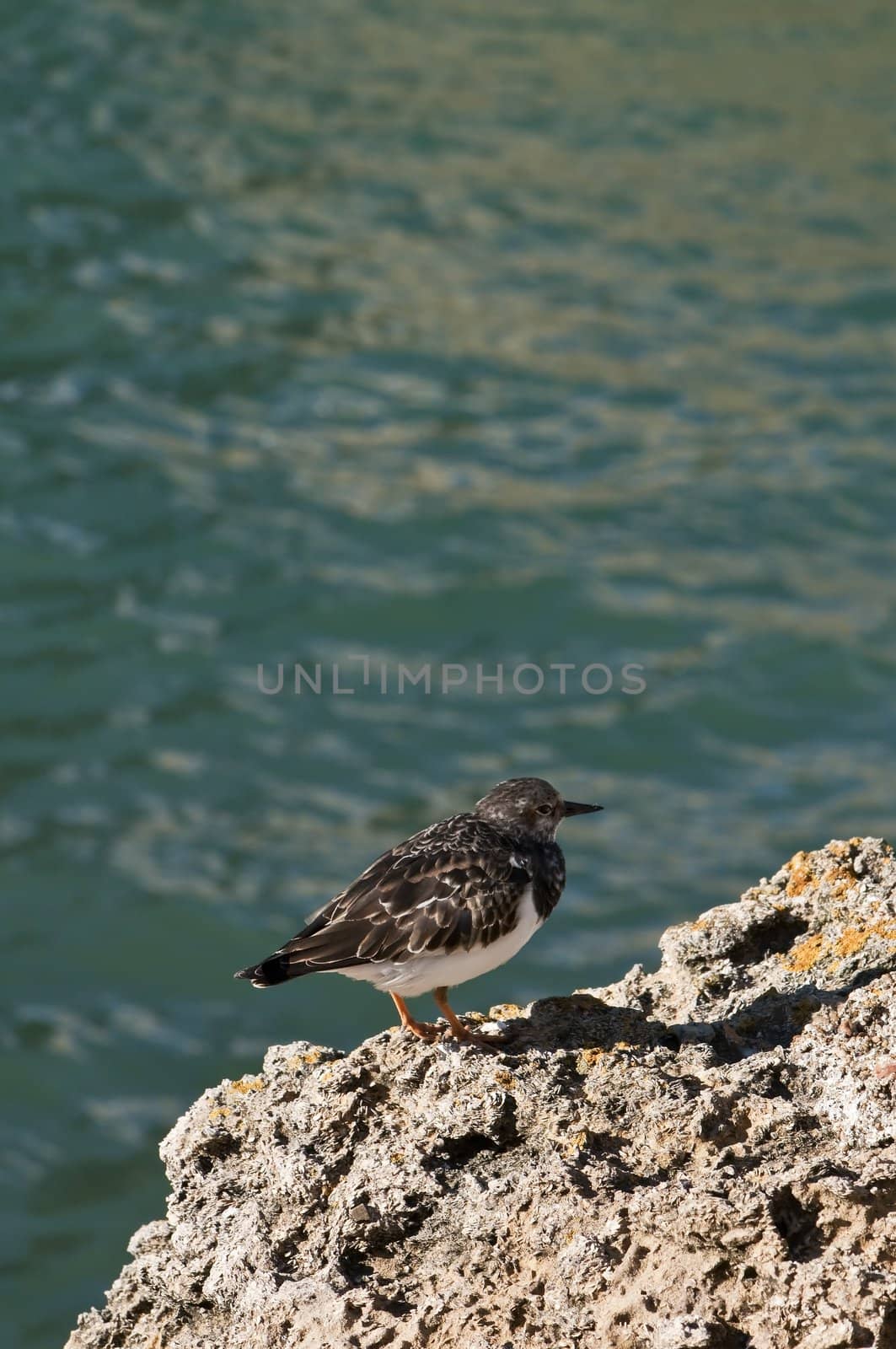 Close-up on a little sea gull on a rock