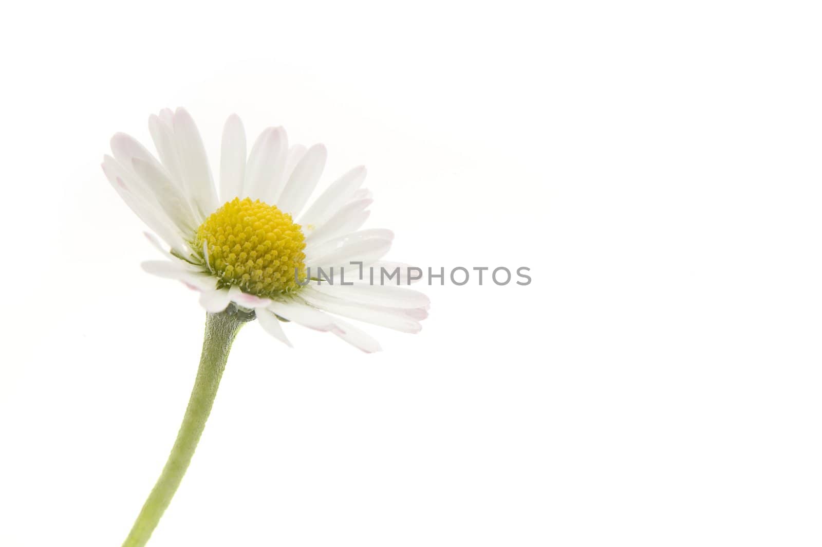 white and yellow flower isolated on white background