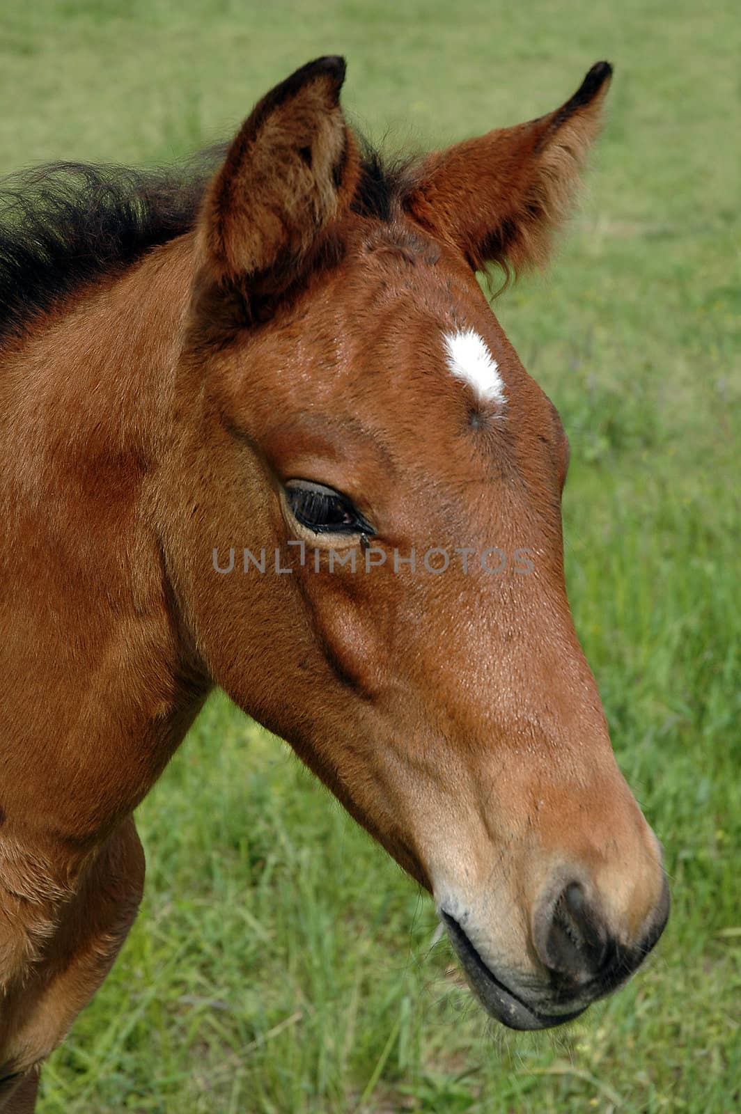 brown horse head detail, green grass background