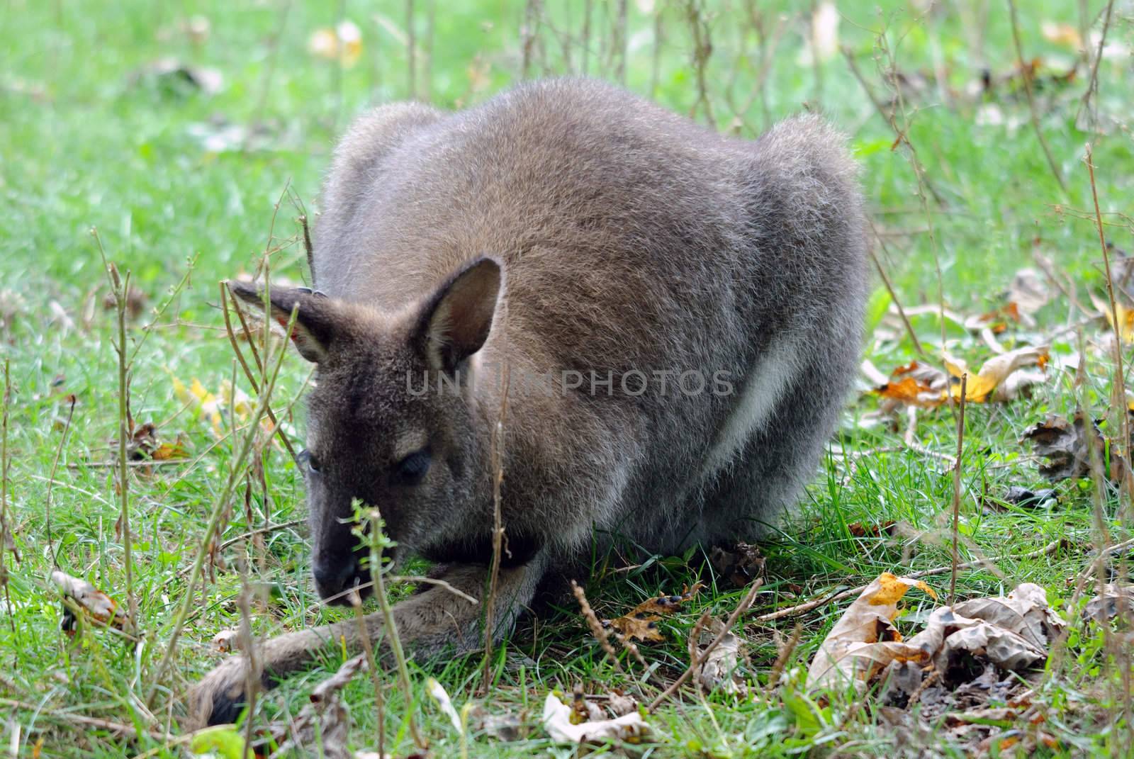 Kangaroo by nialat