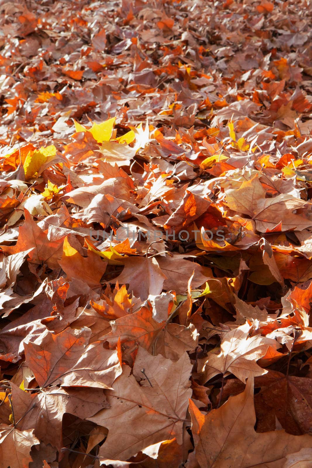 Fall brown and yellow leaf pile in the street