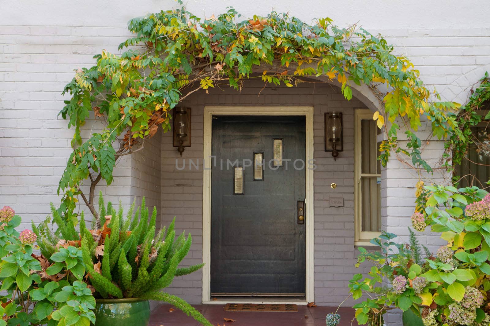 Wisteria arched  black windowed door with further framing of fern and other plants