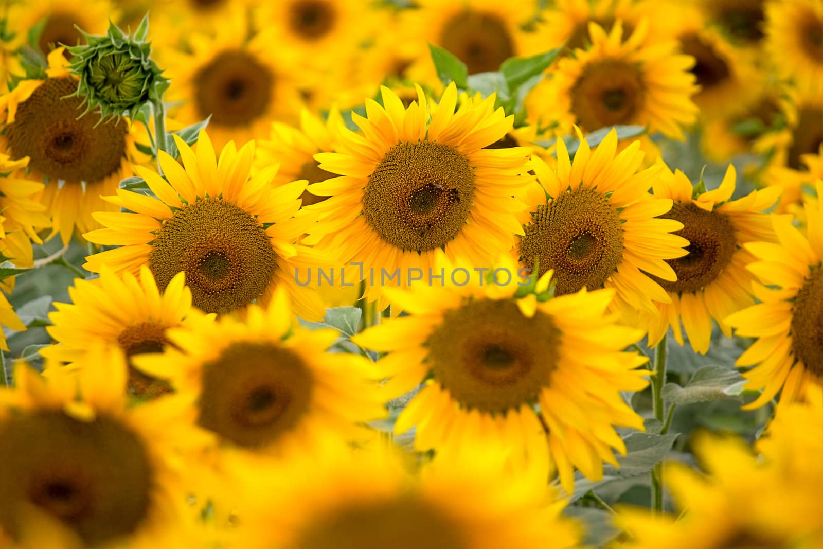 blooming sunflowers by zhannaprokopeva