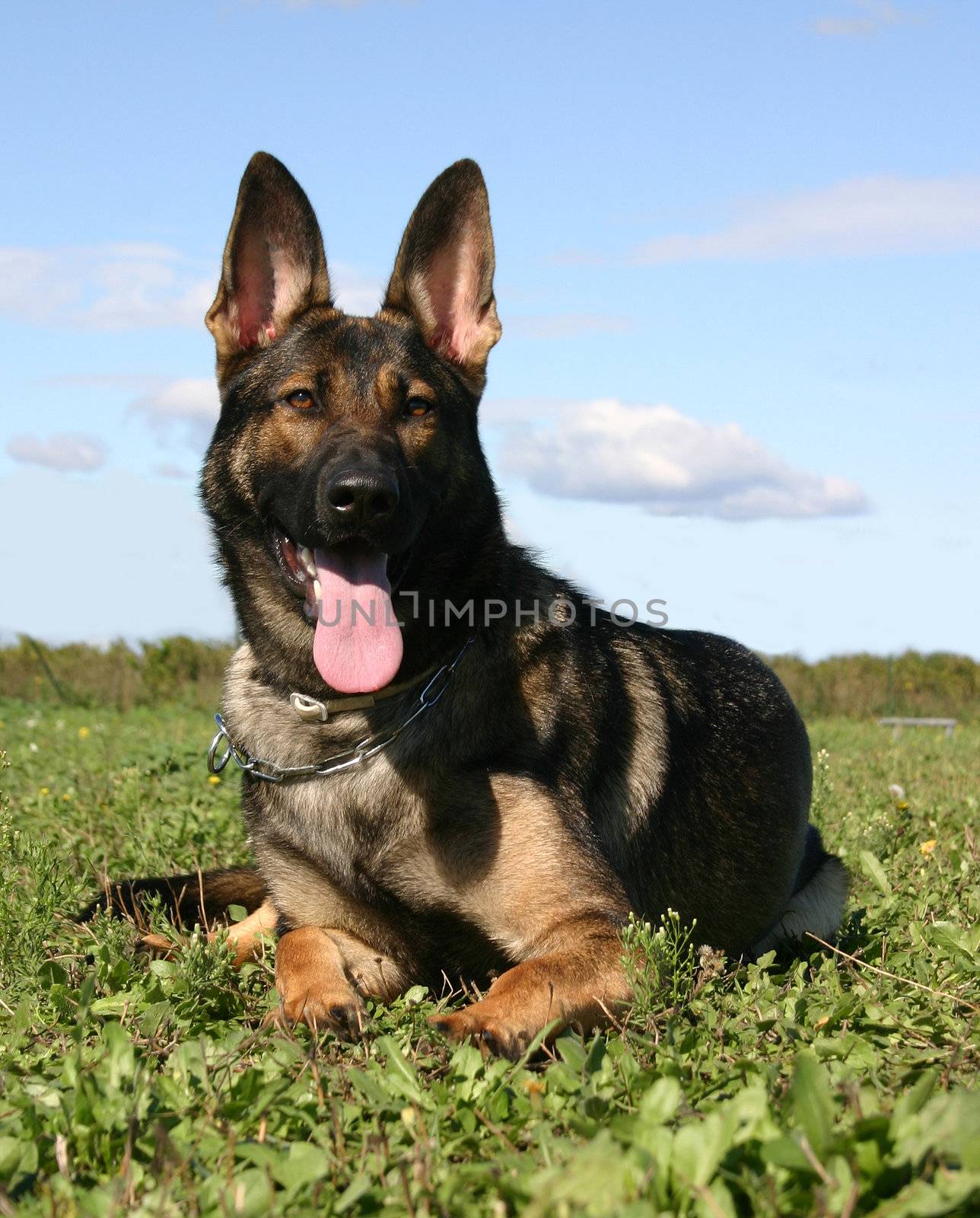 purebred german shepherd