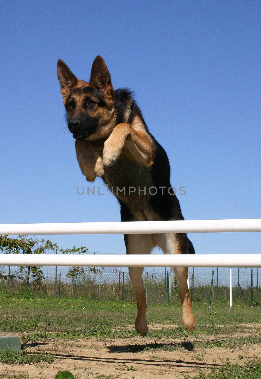 jumping german shepherd