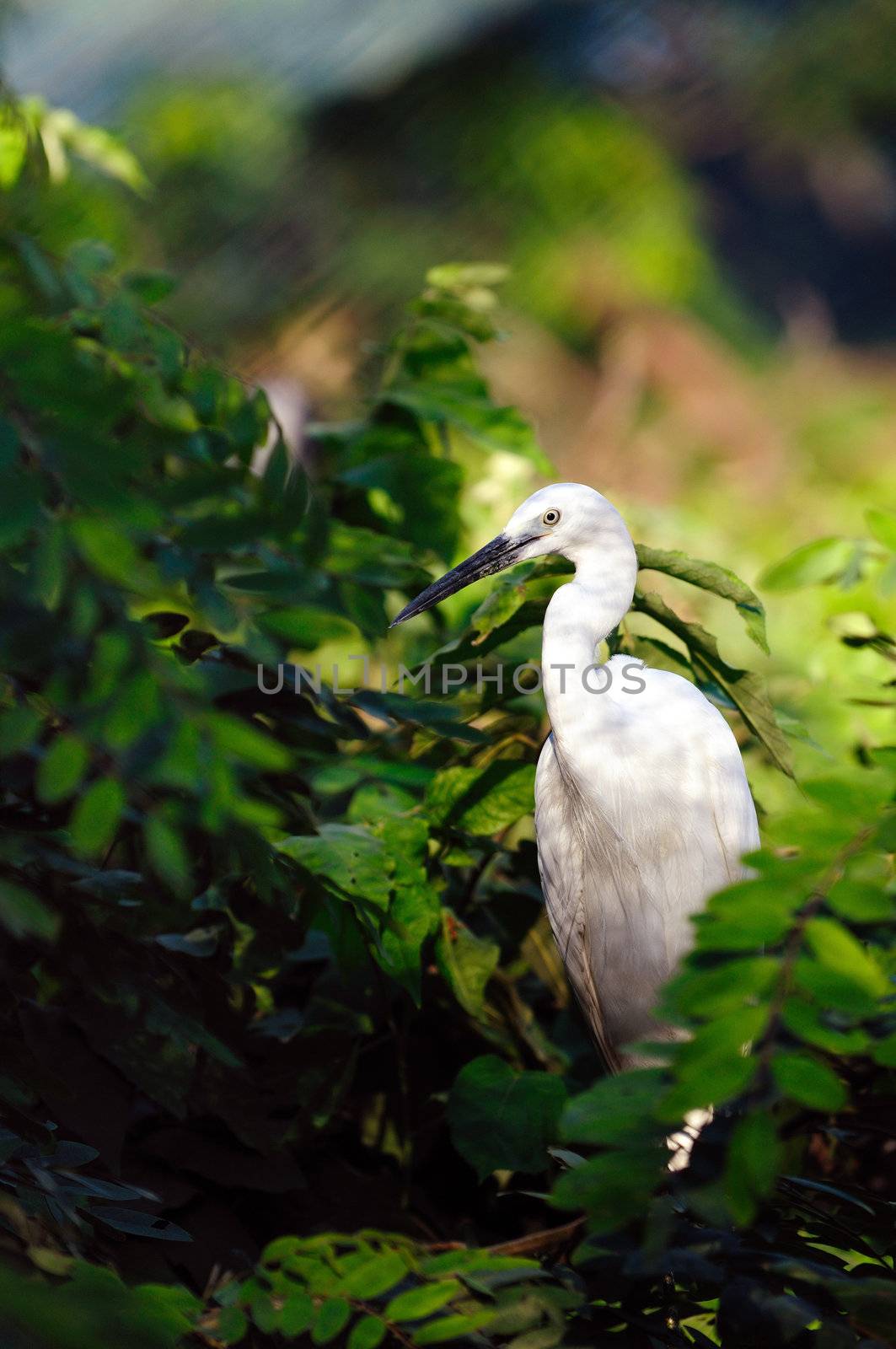 Greate intermediate egret at a locl zoo