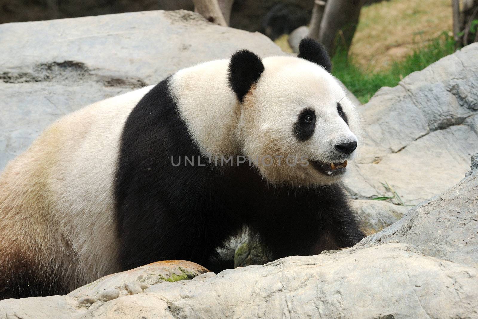 Cute Panda at a local zoo in Hong Kong