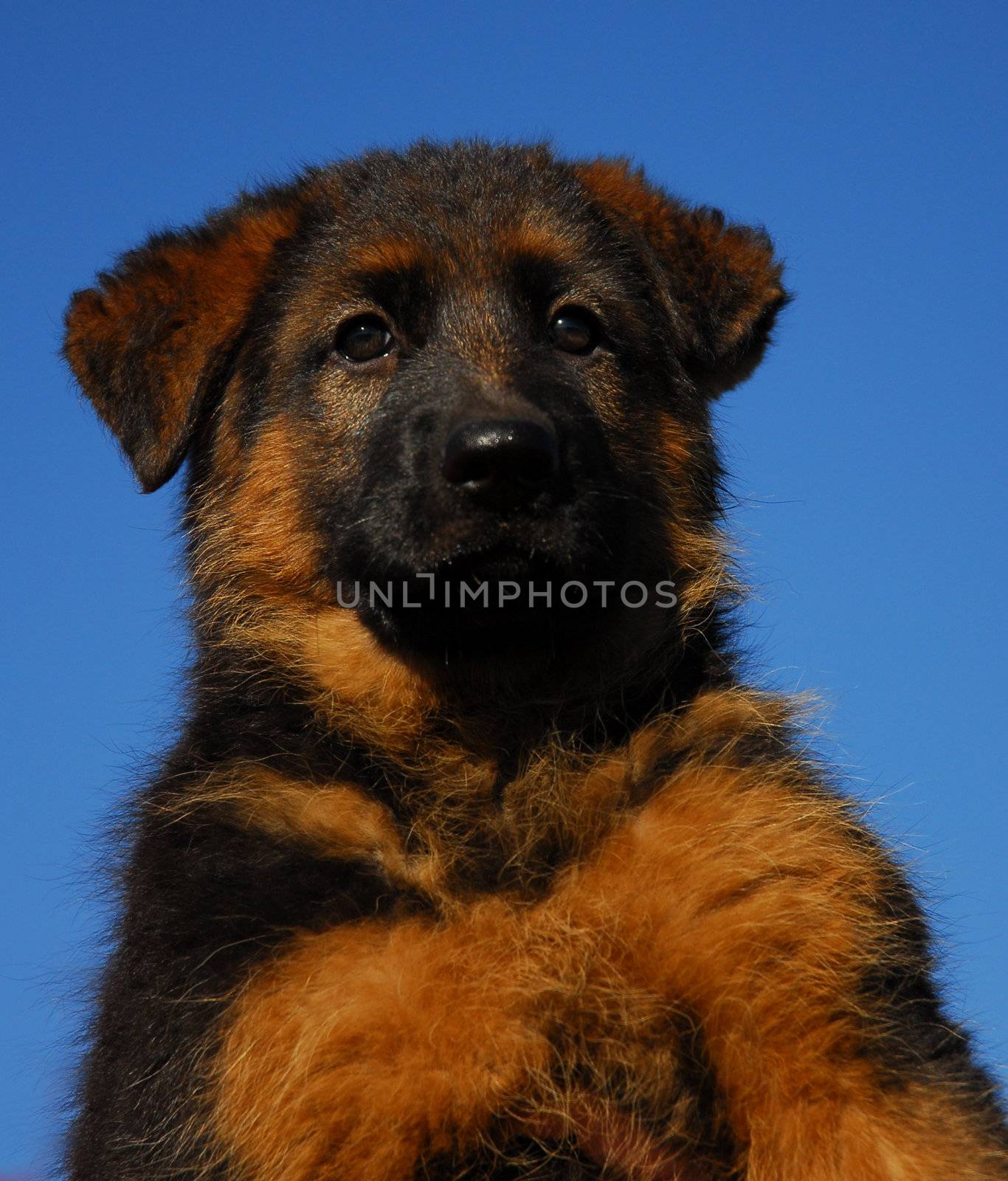 very young puppy purebred german shepherd