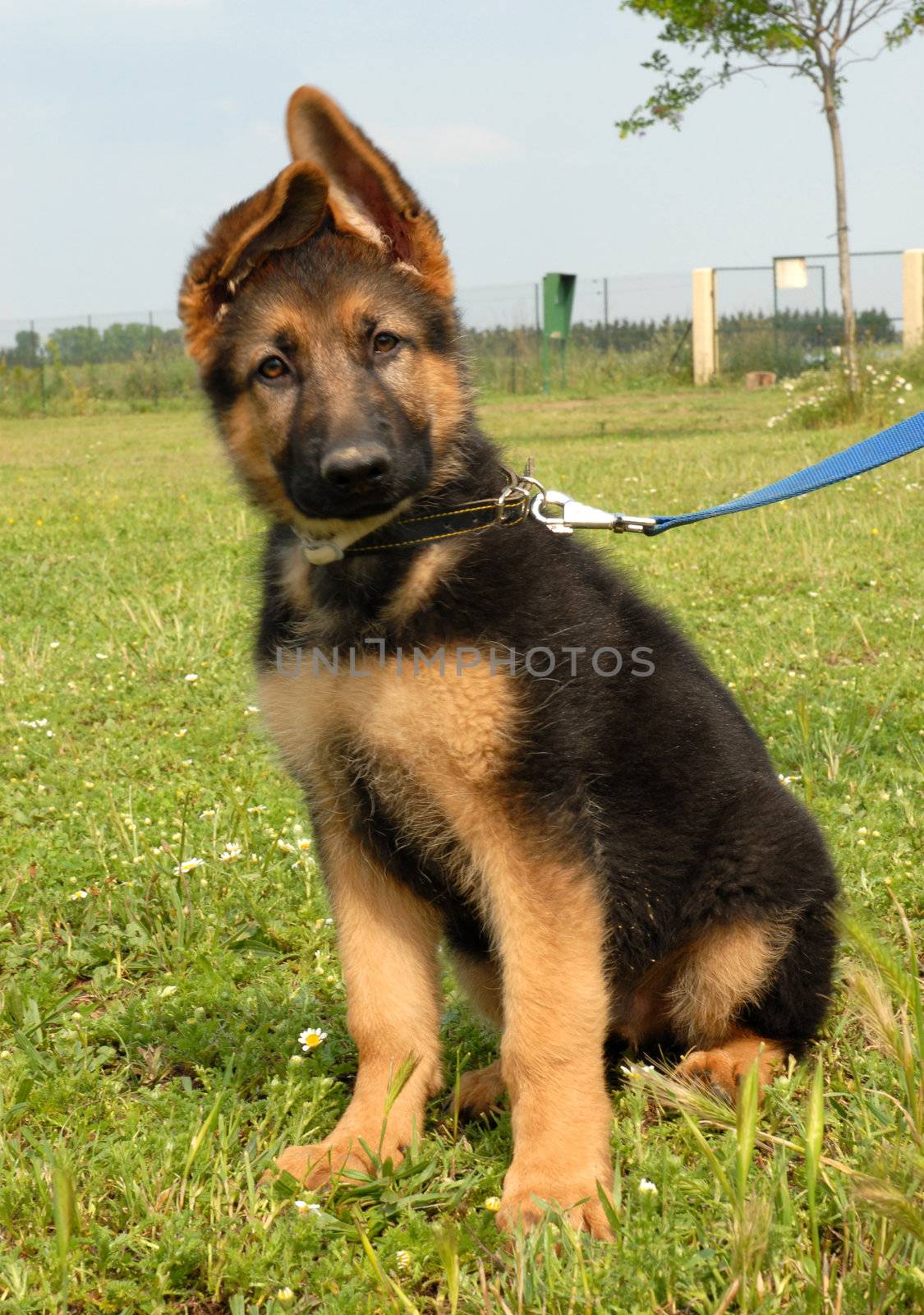 very young puppy purebred german shepherd